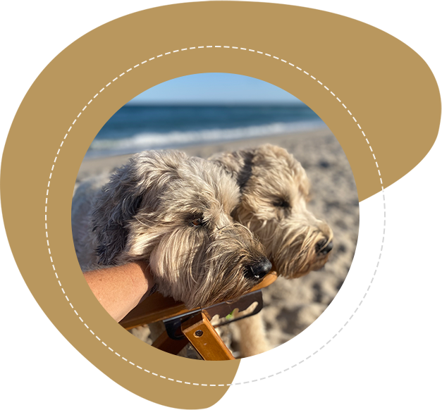 Wheaten terrier grooming sales tools