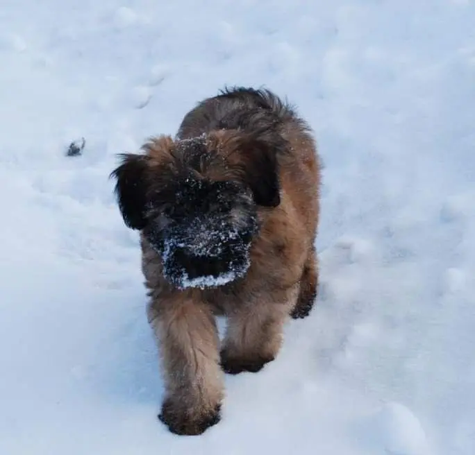 A dog walking in the snow with its mouth open.