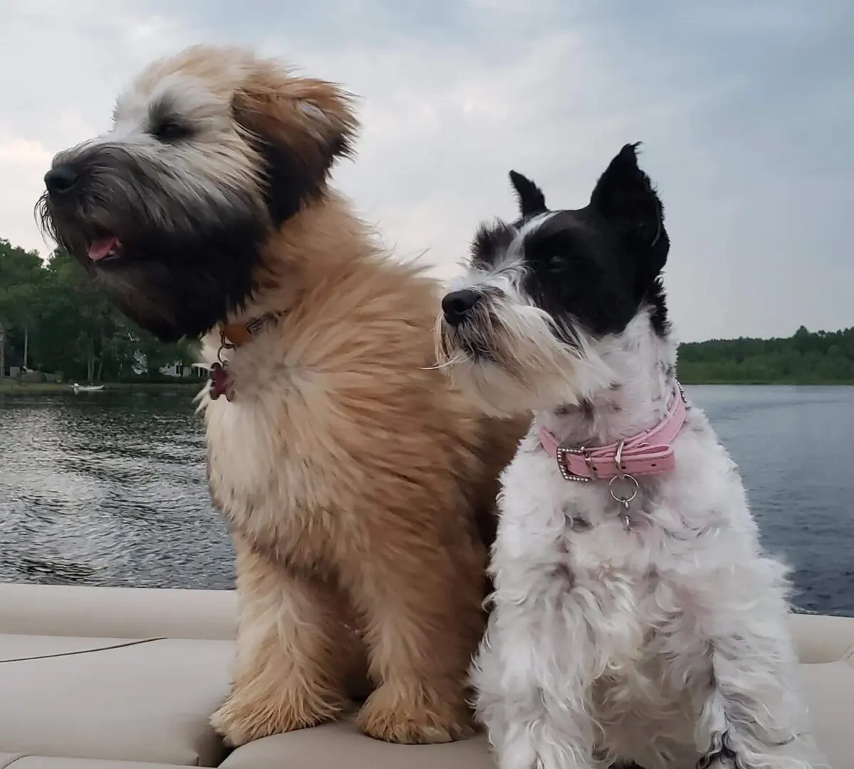 Two dogs sitting on a boat in the water.