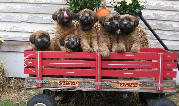 A group of puppies in the back of a red wagon.