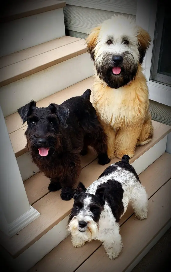 Three dogs sitting on the steps of a house.