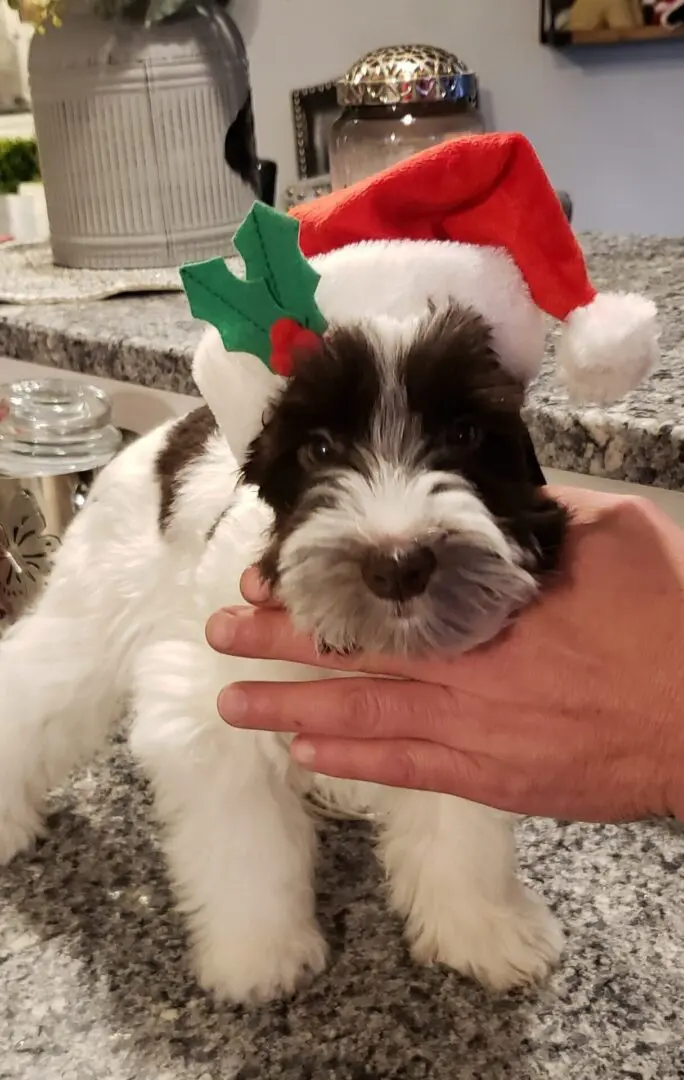 A person holding a dog wearing a santa hat.