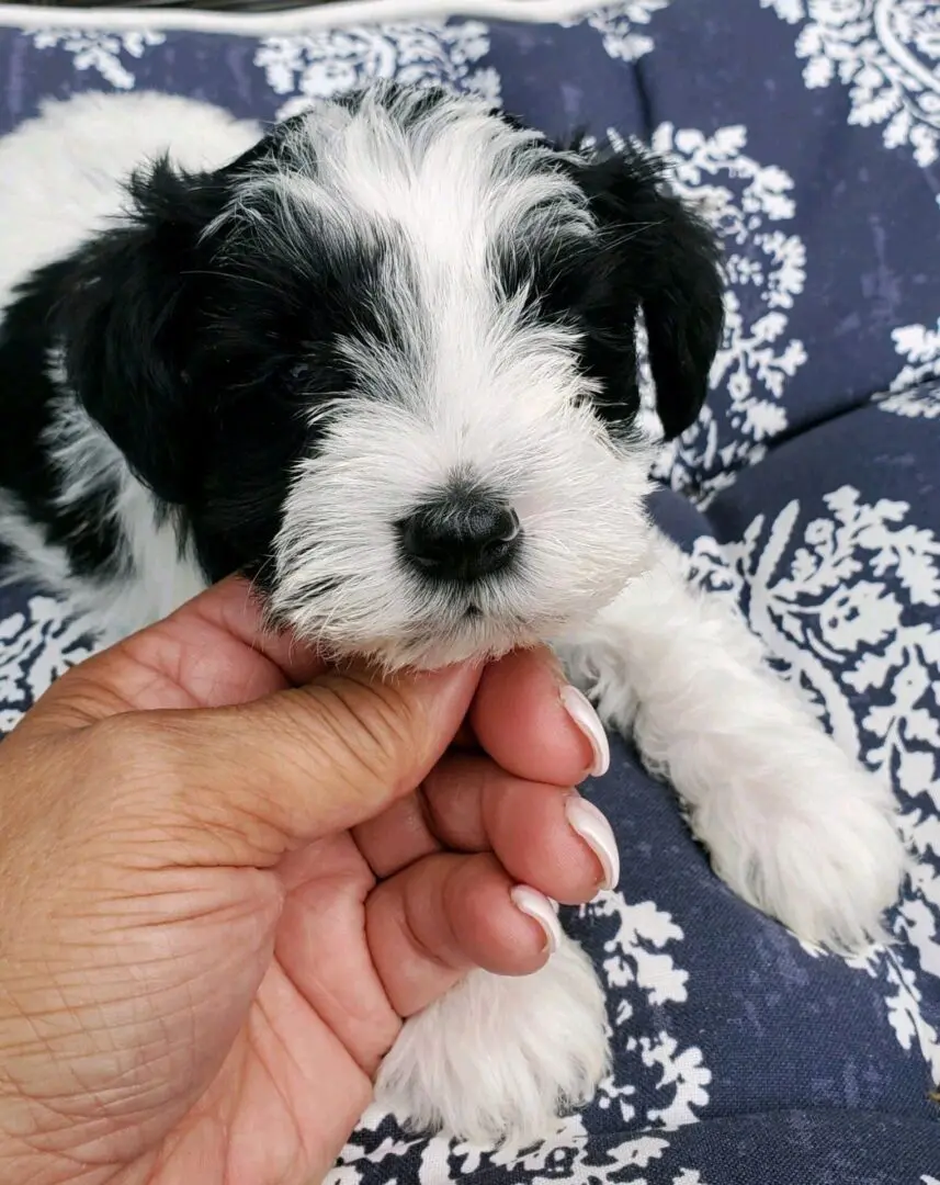 A person holding a small black and white puppy.