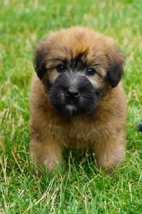 A small puppy standing in the grass.