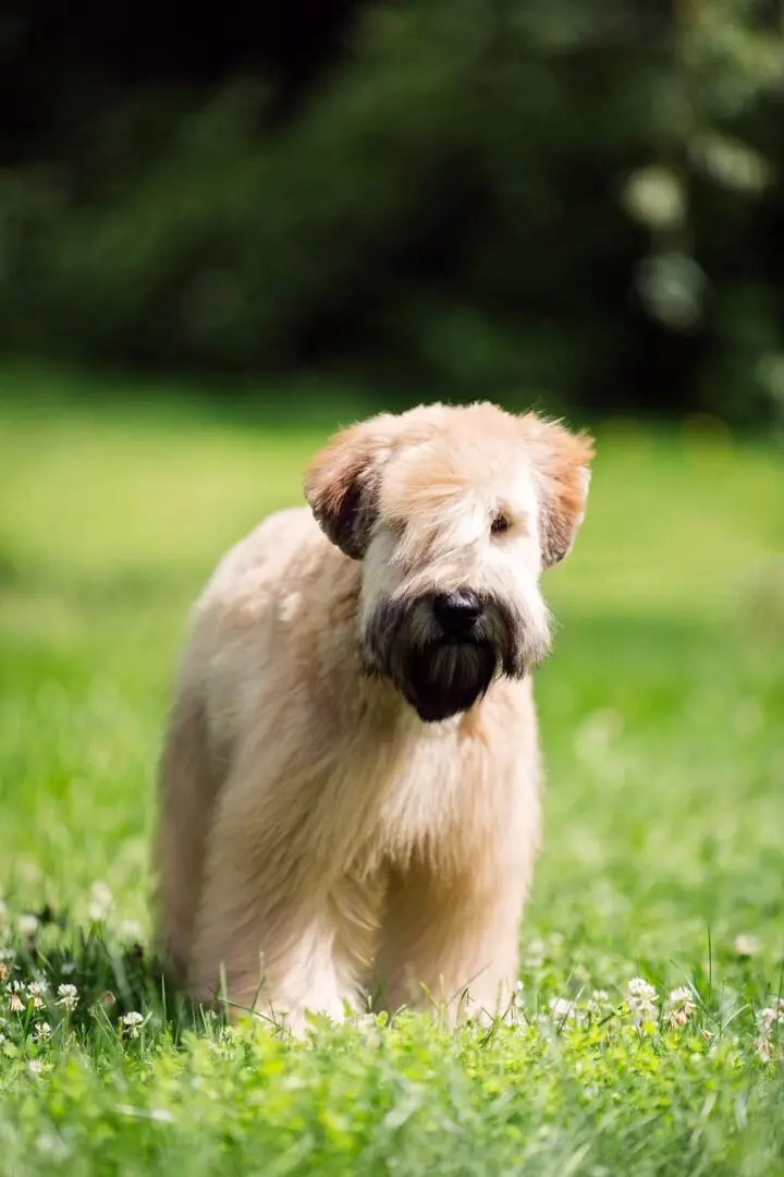 A dog standing in the grass with its mouth open.