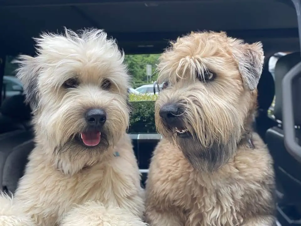 Two dogs sitting in a car looking out the window
