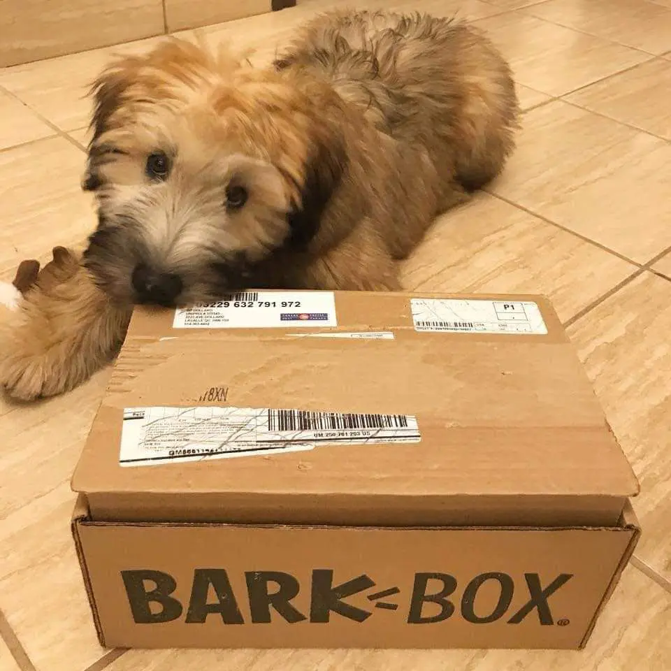 A dog laying on the floor next to a box.
